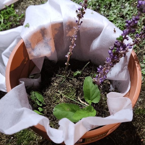 Image of BlankeePP in a pot